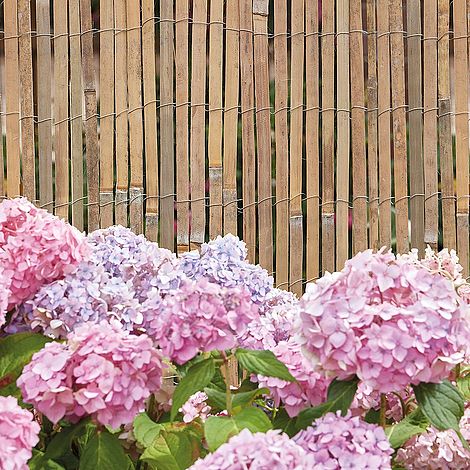 Bamboo Slat Fence behind pink hydrangea