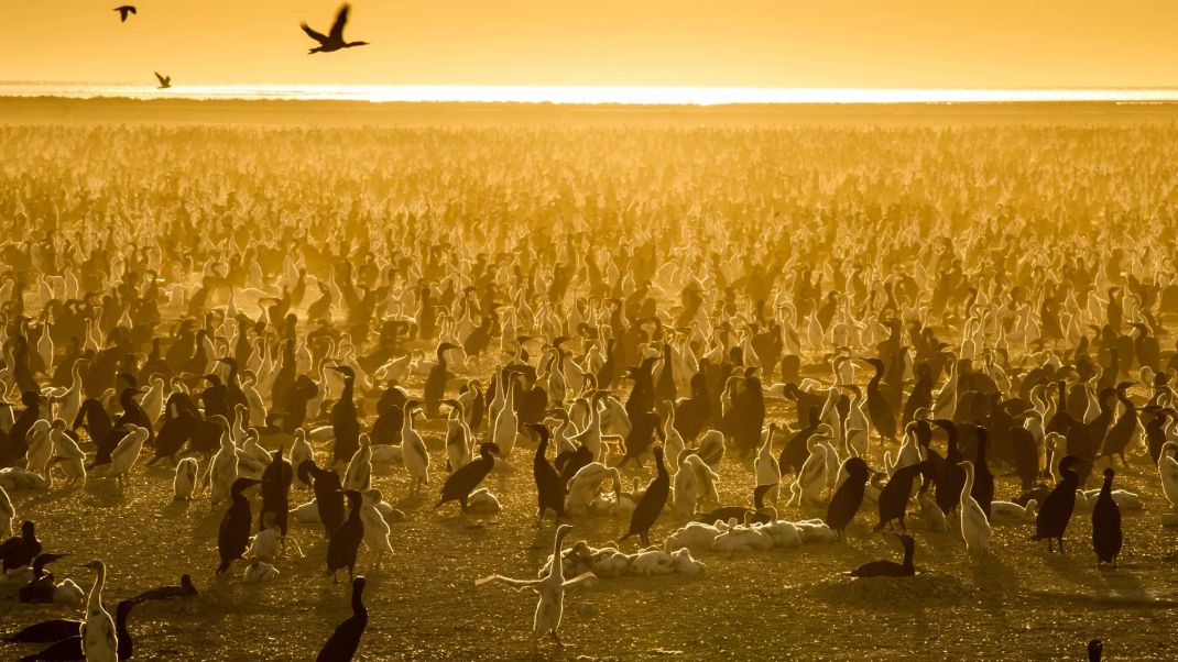 A still from the Netflix documentary Our Planet showing a huge colony of birds