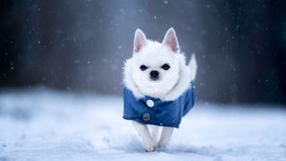 A white chihuahua dog wearing a blue jacket during a winter walk. Outdoor photo