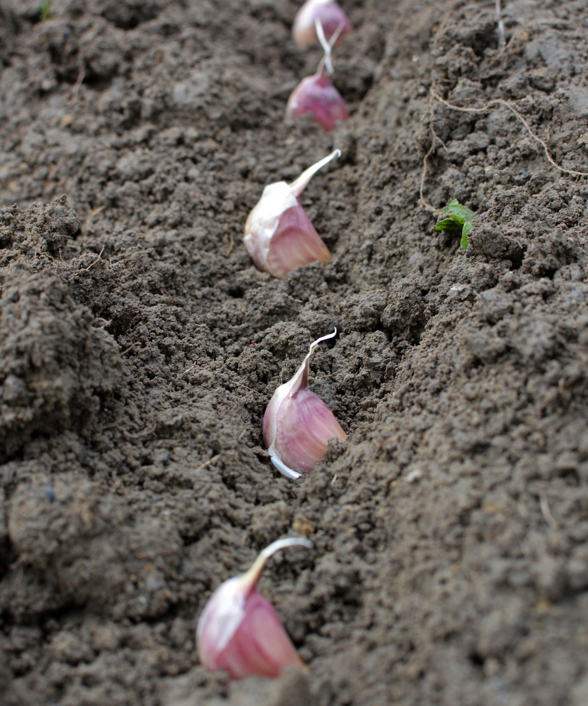A clove of garlic seeds lies in a row in the soil during planting in october