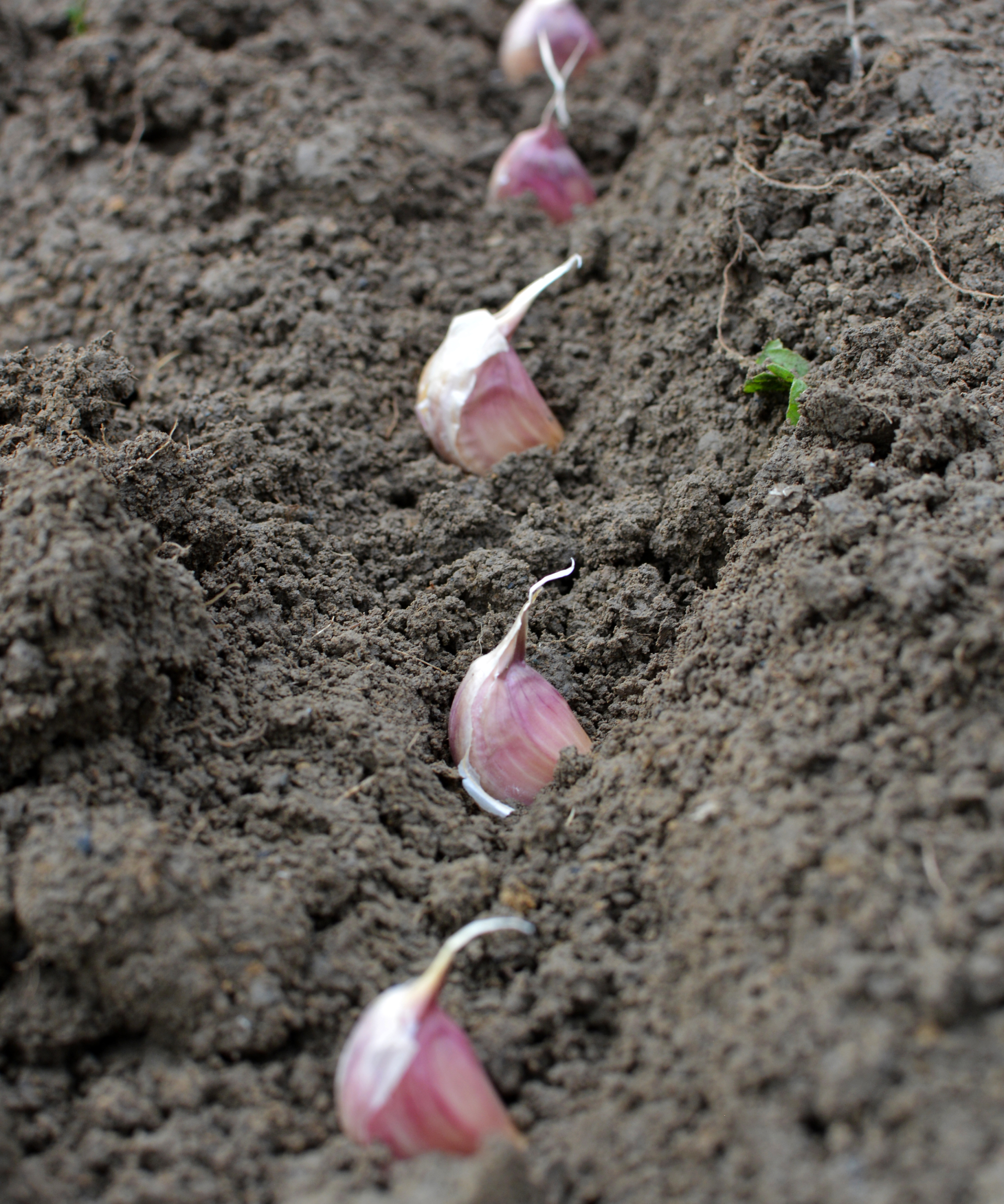 A clove of garlic seeds lies in a row in the soil during planting in october