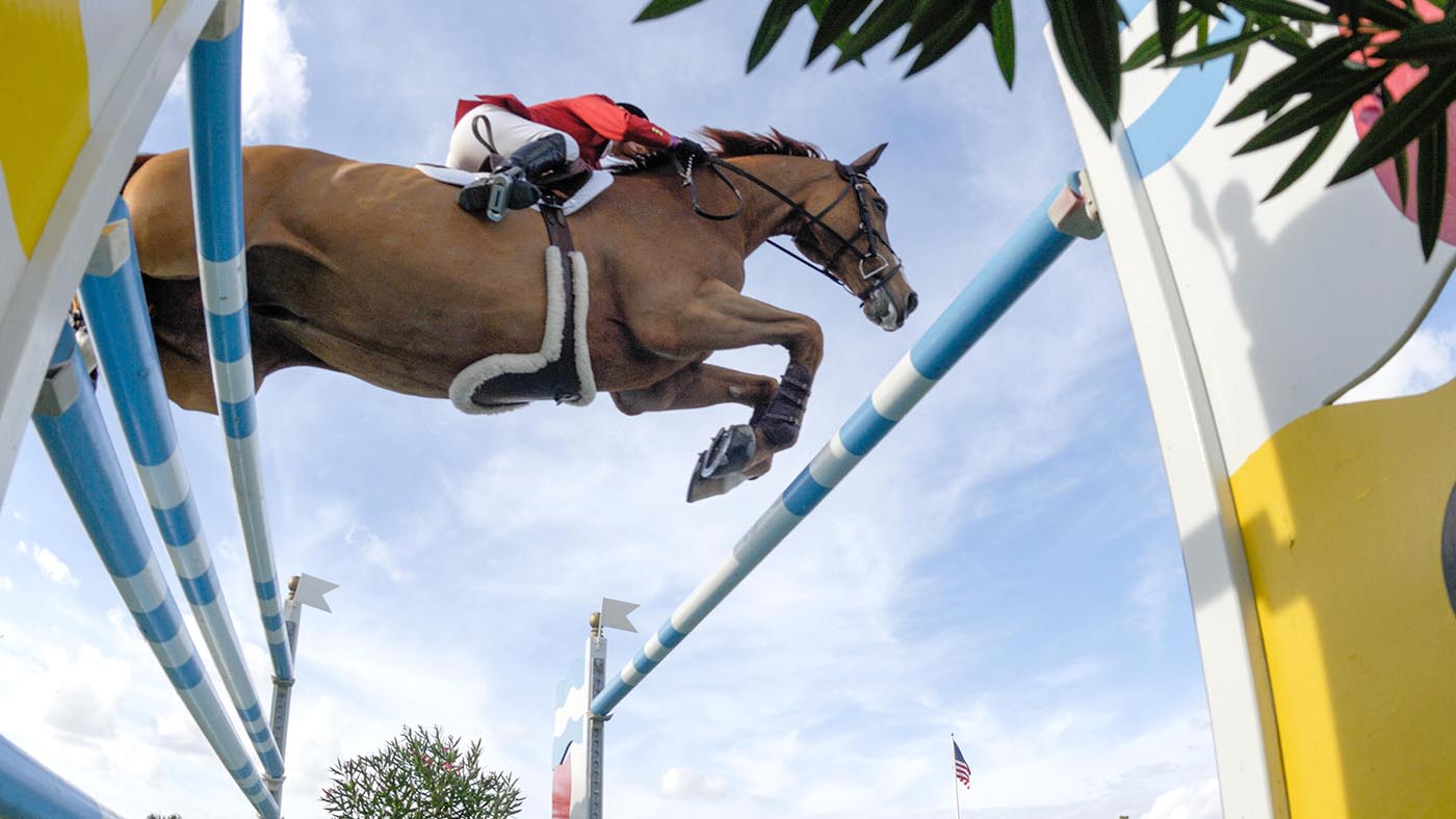 horse sport