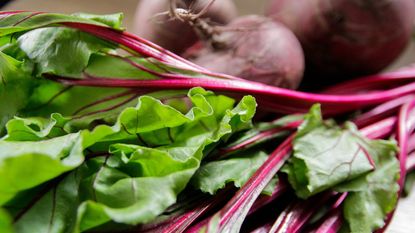 Beet greens and roots