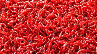 Bloodworms