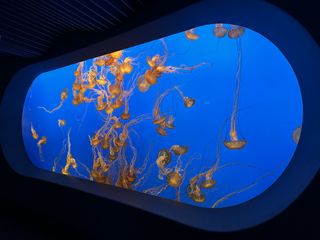 A display showing jelly fish at the Monterey Bay Aquarium in Monterey, California