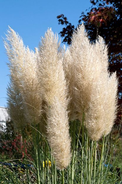 Tall Pampas Grass