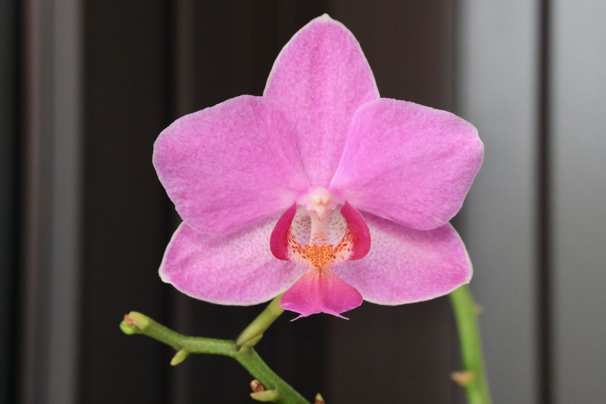 sample shots from Canon RF 85mm f/2 Macro I S STM