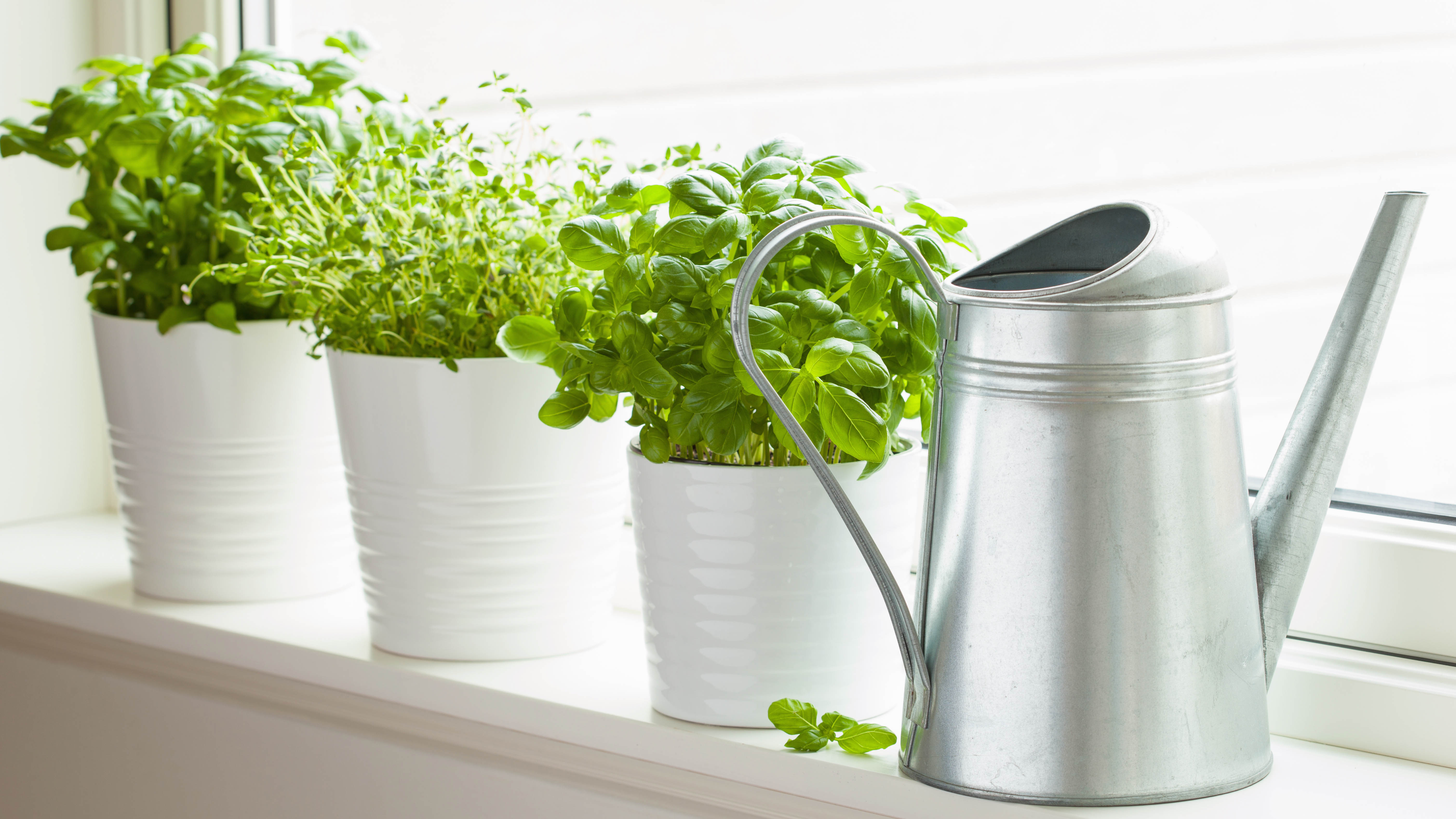 Three types of herb lined up on a windowsill next to a watering can