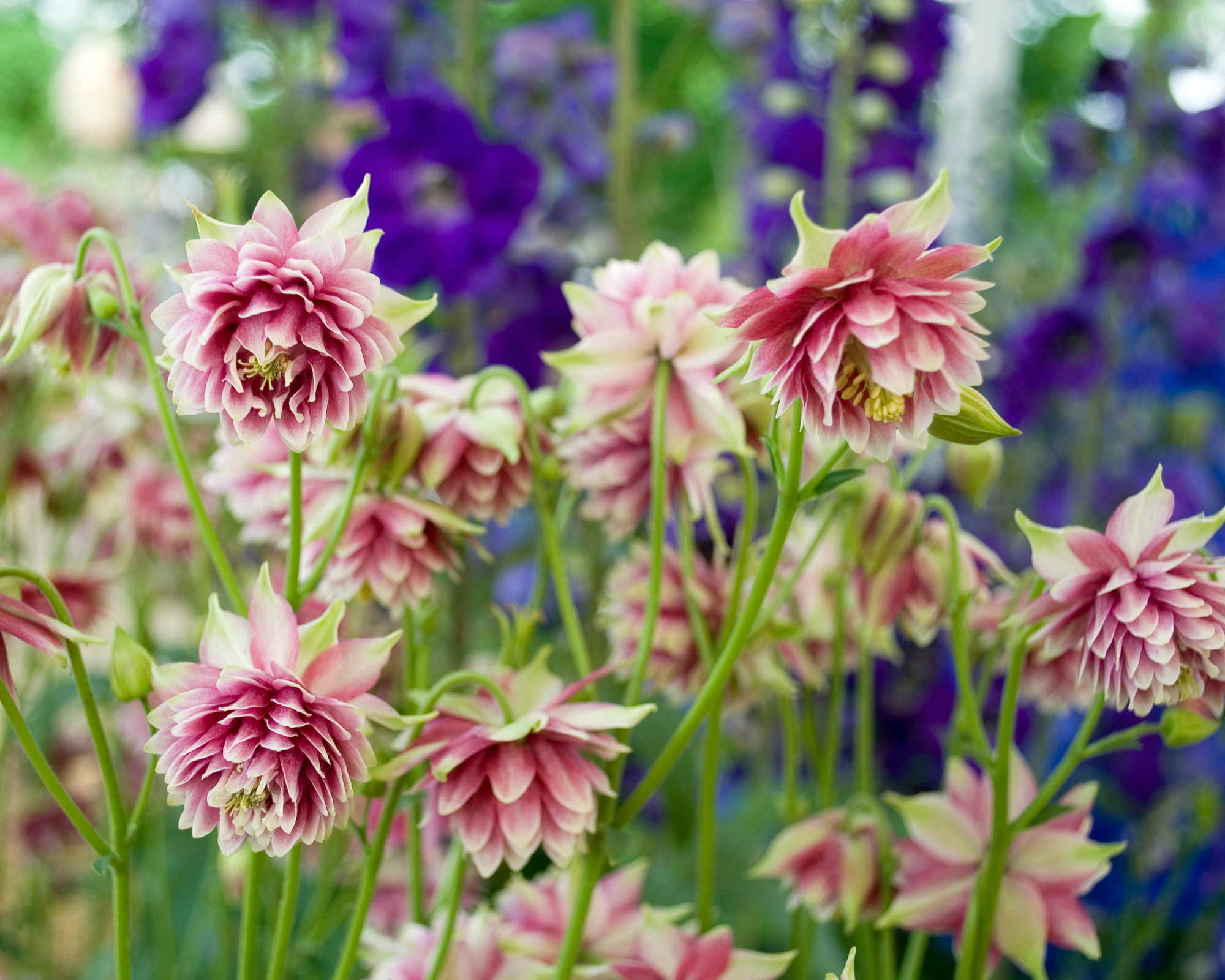plant of Aquilegia Vulgaris, pink and white flowers, multi petals, in full bloom of spring, yellow pistil, family of Ranunculaceae, gardening, sun light, background, Italy