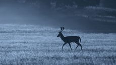 A deer lit by light at night 