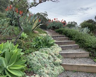 Steps leading up through a dry sloping garden with agaves and aloes
