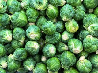 A close-up of a brussel sprouts crop