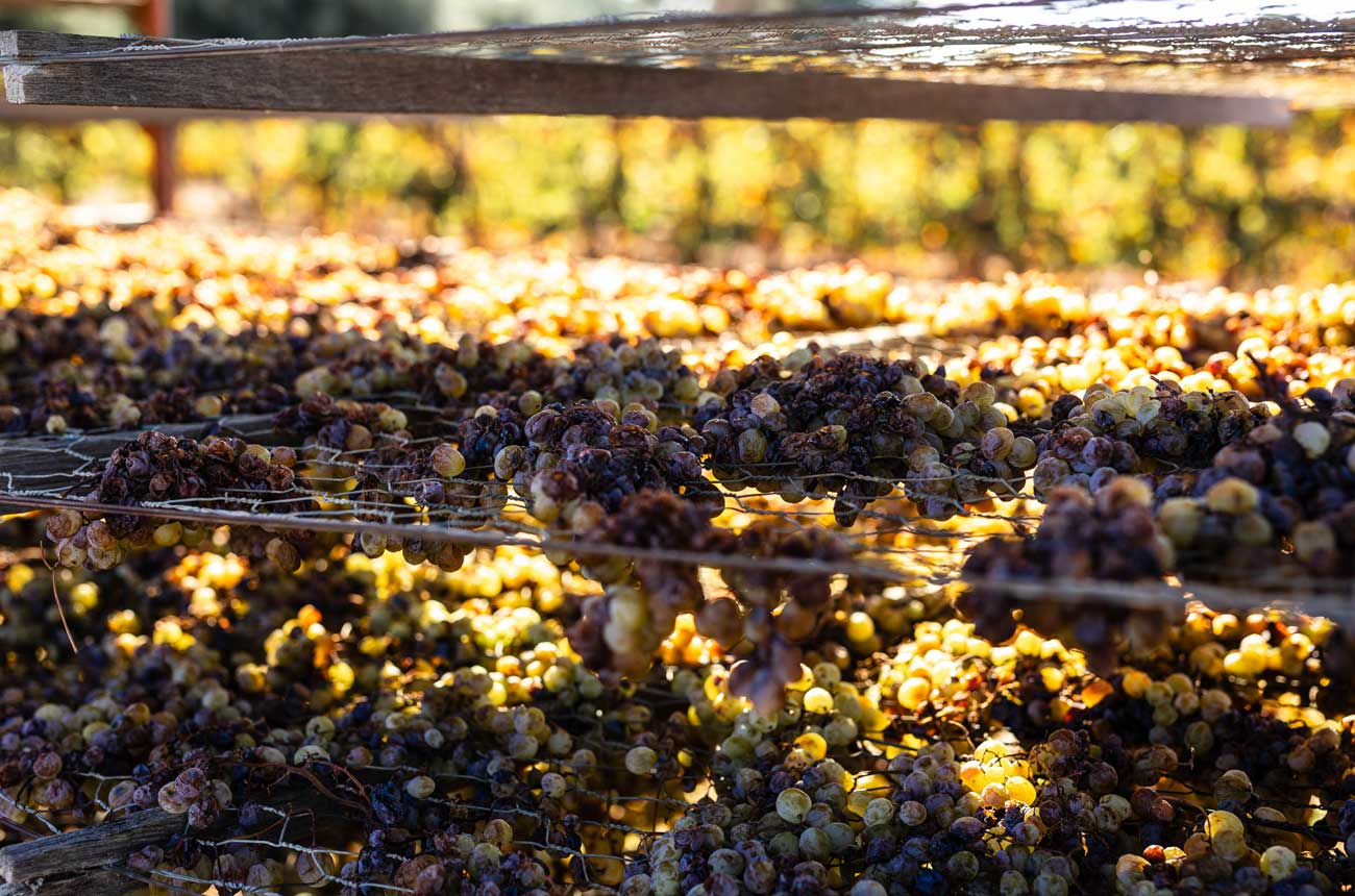 Ricca-Terra_Zibbibo-drying