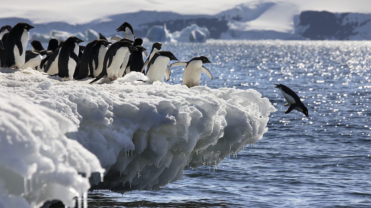 ex.antarctica.adelie_penguins0000339003.jpg