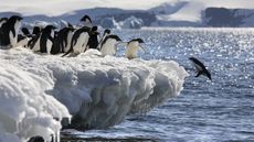 Penguins diving into the Arctic Ocean 
