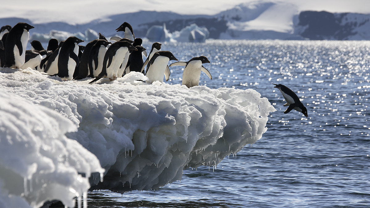 Penguins - The Igloo