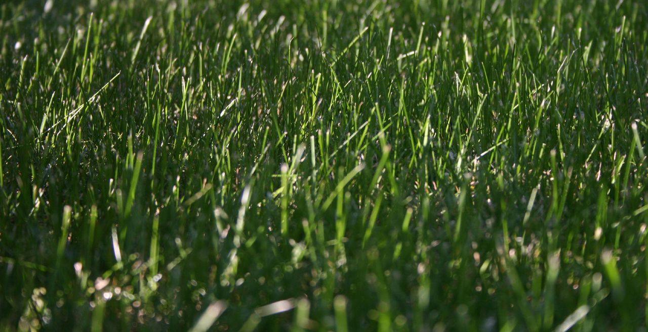 Kentucky Bluegrass Lawn