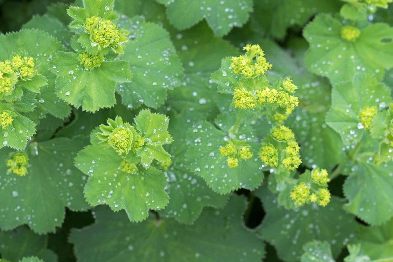 Lady&amp;#39;s Mantle Plants