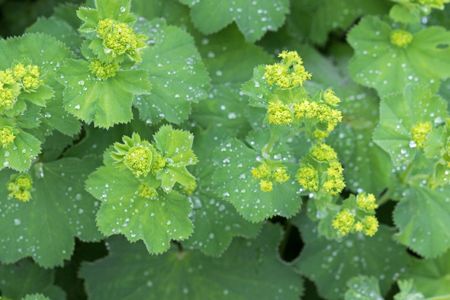 Lady's Mantle Plants