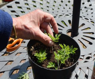Using the pinched tips of chrysanthemums as softwood cuttings