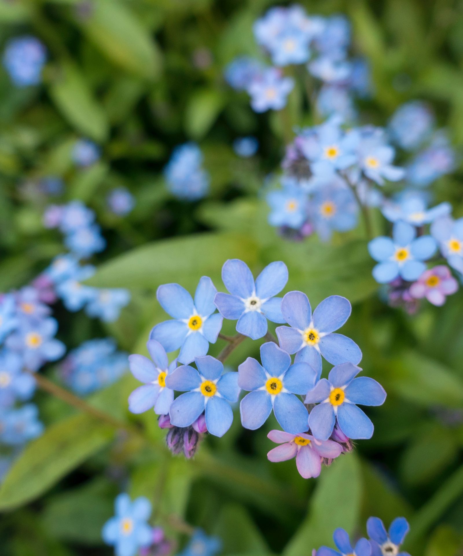 All about Princess Diana's favorite flower: forget-me-nots | Homes ...