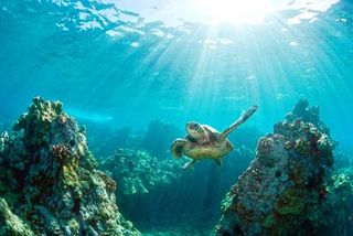 Sea turtle coral reef
