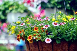 best plants for hanging baskets: million bells in bright colors