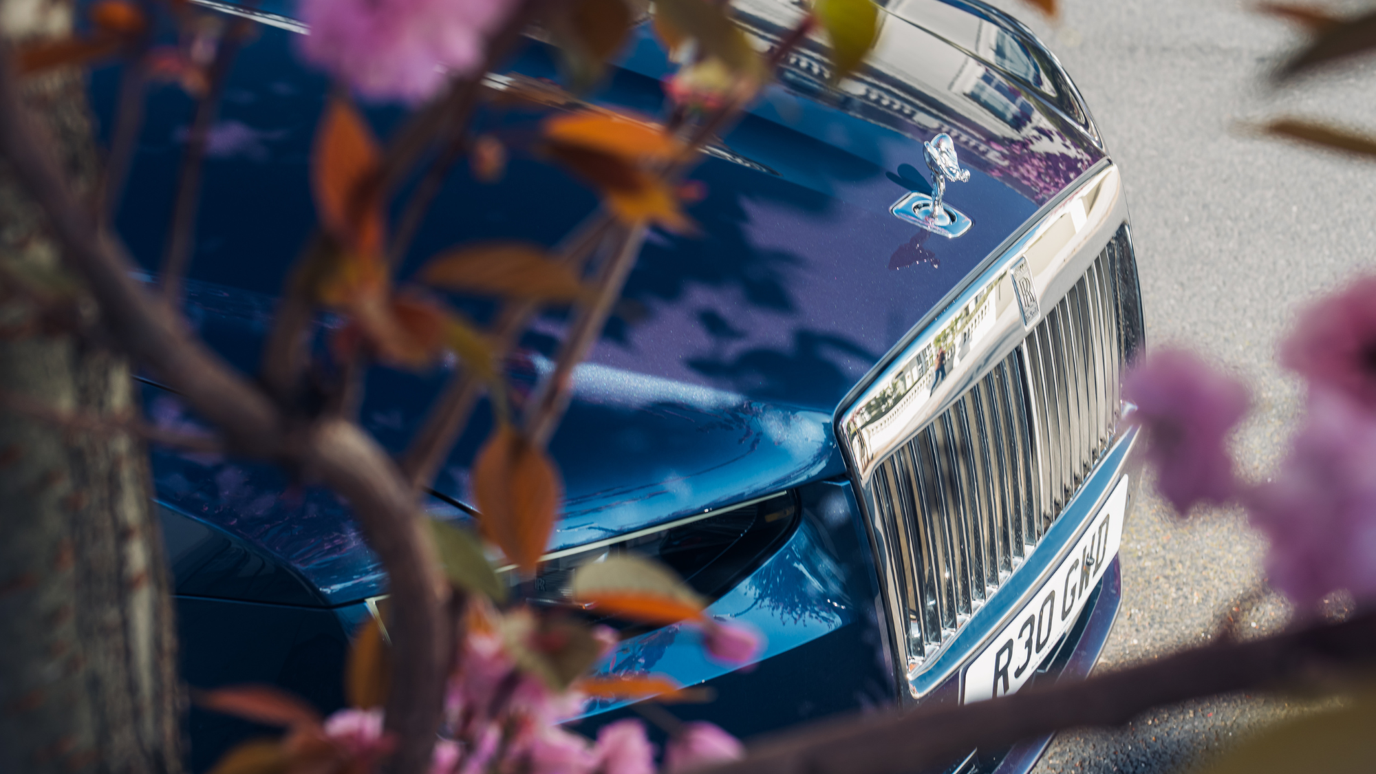 Rolls-Royce Ghost Series II bonnet seen through blossom tree branches.