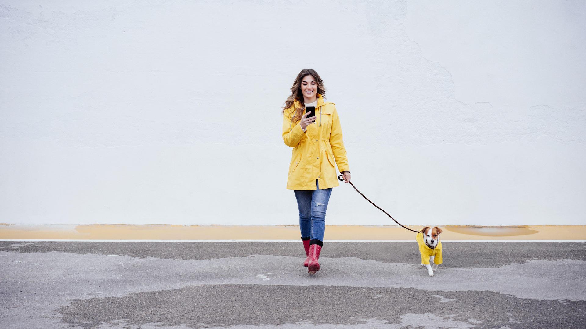 Woman walking small dog while texting on phone