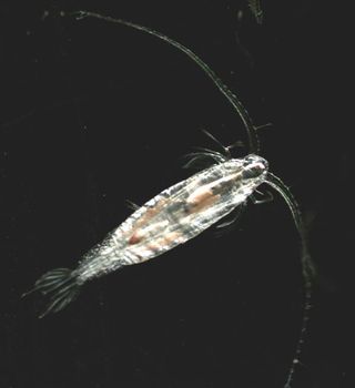 Data from copepods shows warmer temperatures could cause animals to shrink
