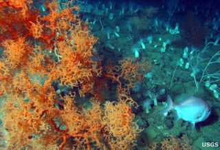 Black coral trees near Viosca Knoll in the Gulf of Mexico are among the oldest living organisms on Earth.