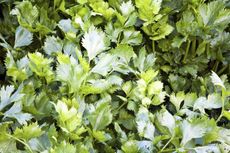 Celery Leaf Herb Plant