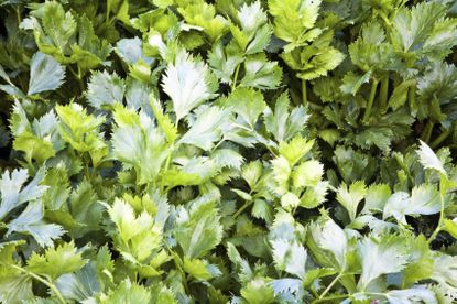 Celery Leaf Herb Plant