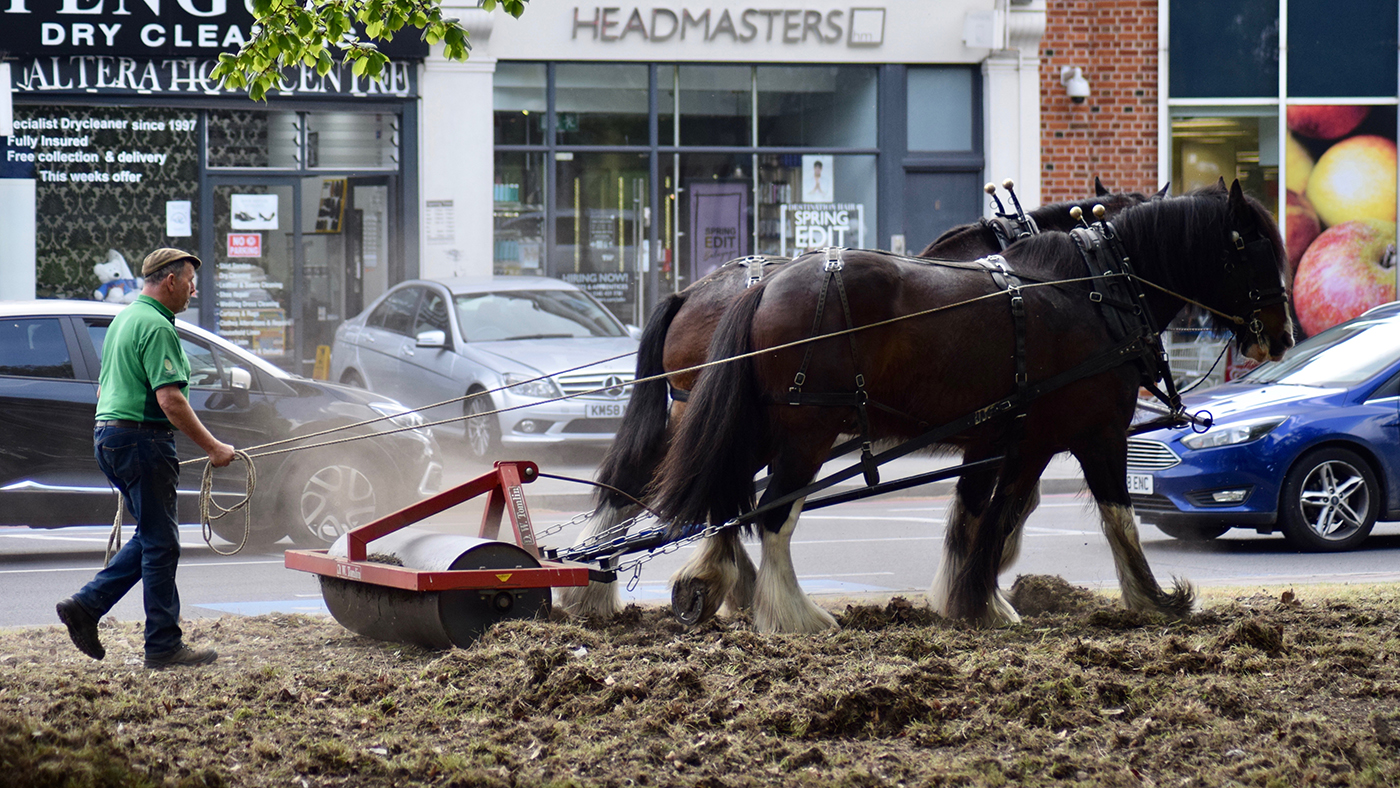 London Shire horses