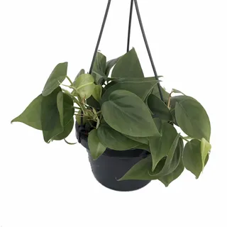 Heart Leaf Philodendron cordatum in a black hanging pot