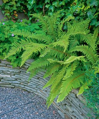 Soft shield fern growing in a border lined with stone in the shade