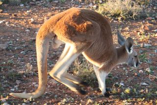 Red kangaroos, like this one at Fowlers Gap Arid Zone Research Station in Australia, use their tail as a sort of fifth leg.