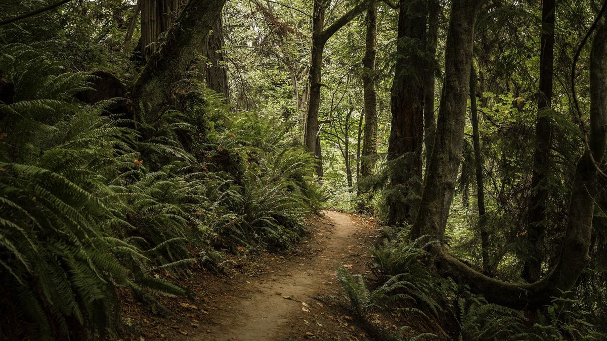 woods in Seattle, Washington 