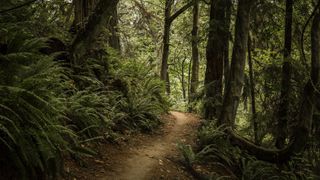 woods in Seattle, Washington 