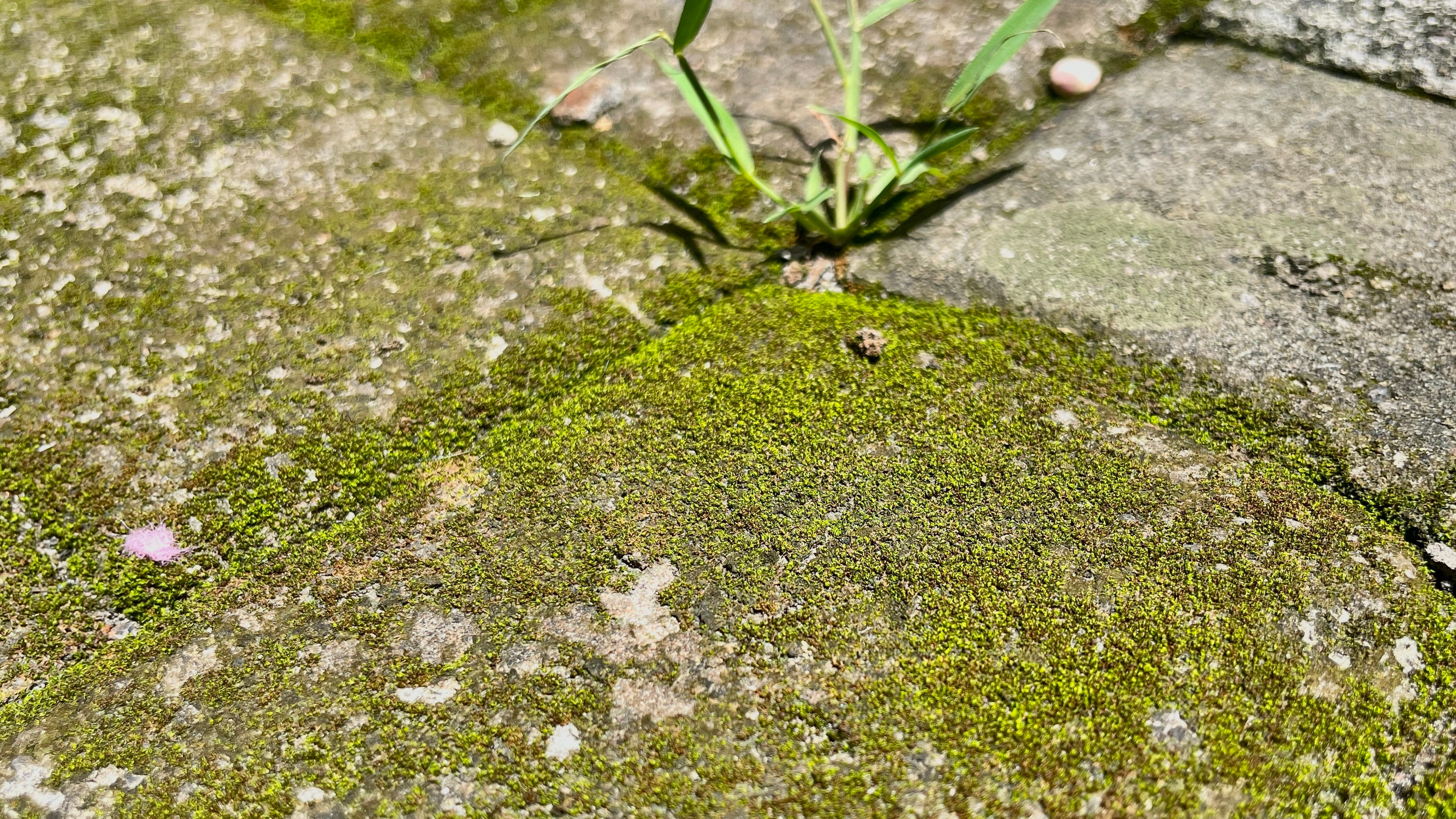 Algae on patio stones