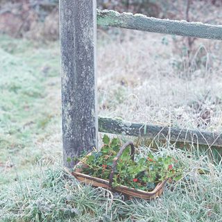 Holly leaves and berries in basket on frosty grass next to frosted wooden fence