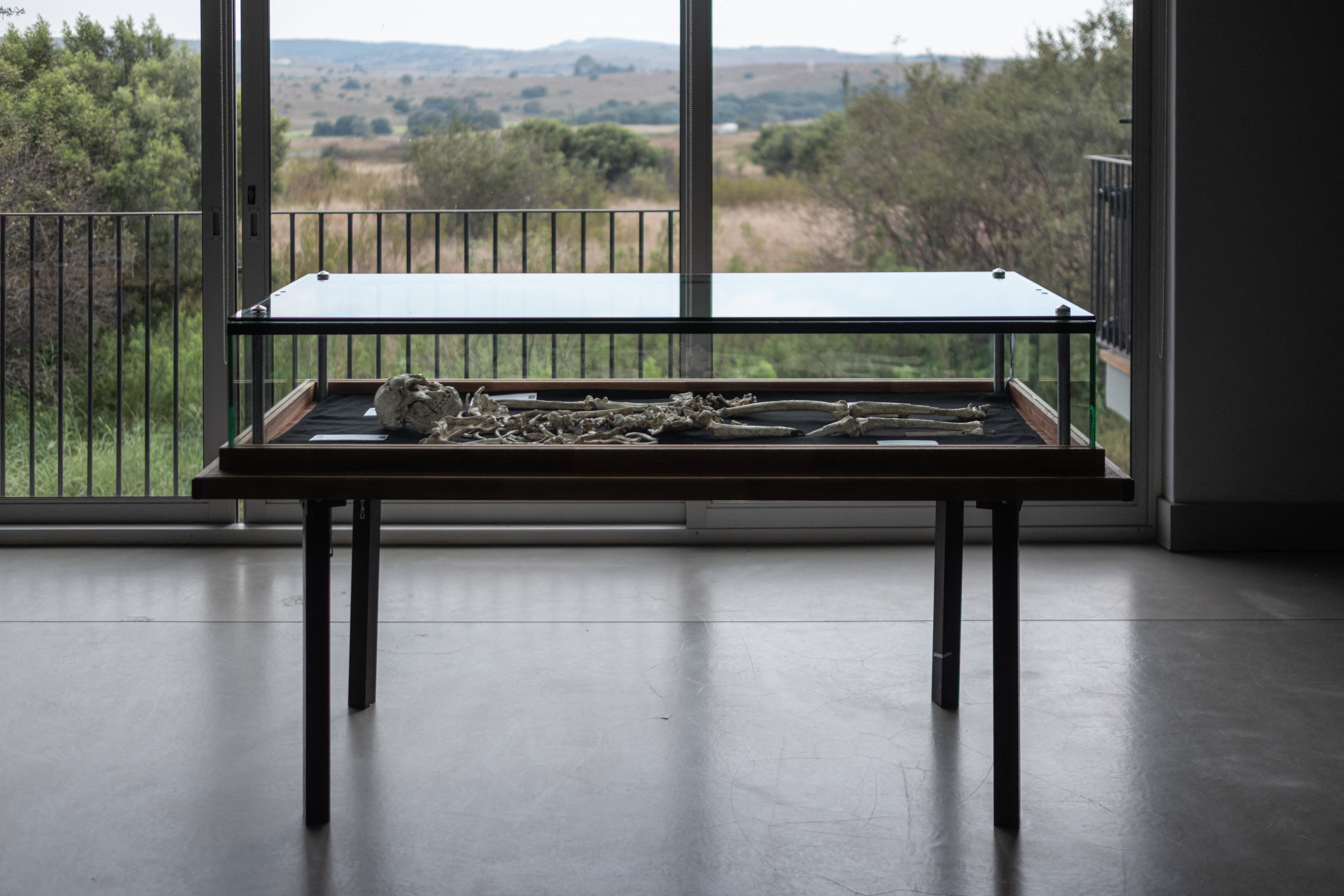 A photo of an osteological reproduction of the hominin fossil &quot;Little Foot&quot; in a glass display case in front of a window.