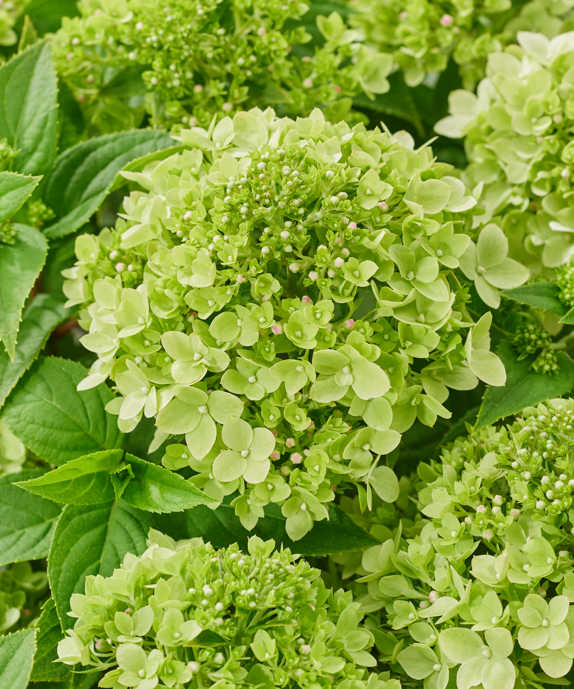 Hydrangea Groundbreaker