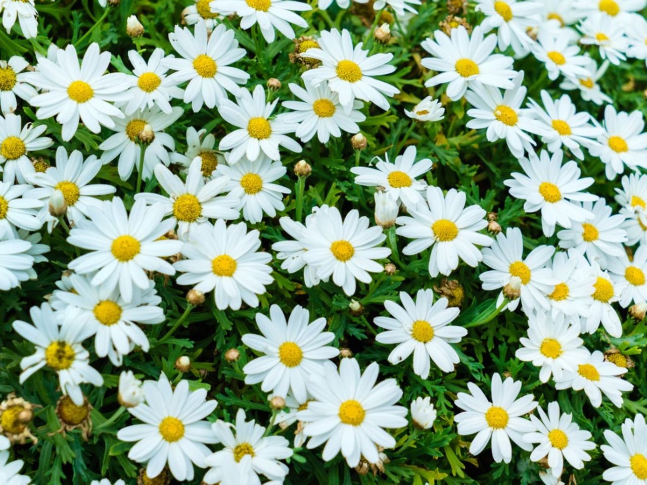 White Shasta Daisies