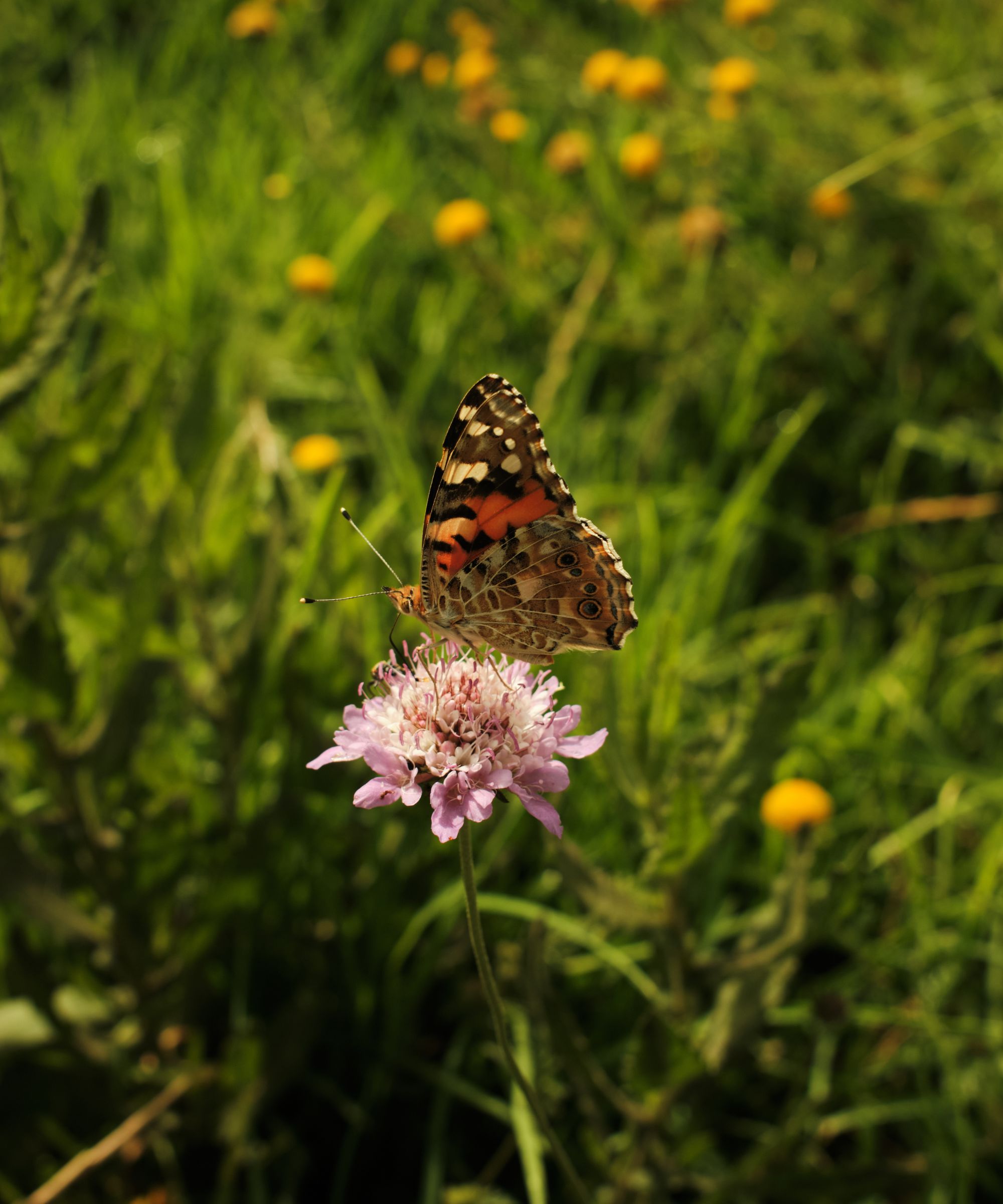 Butterfly feeding from pink wildflower
