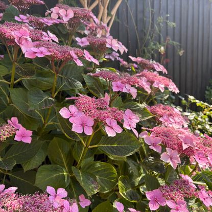 Pink flowering hydrangea growing in a garden border