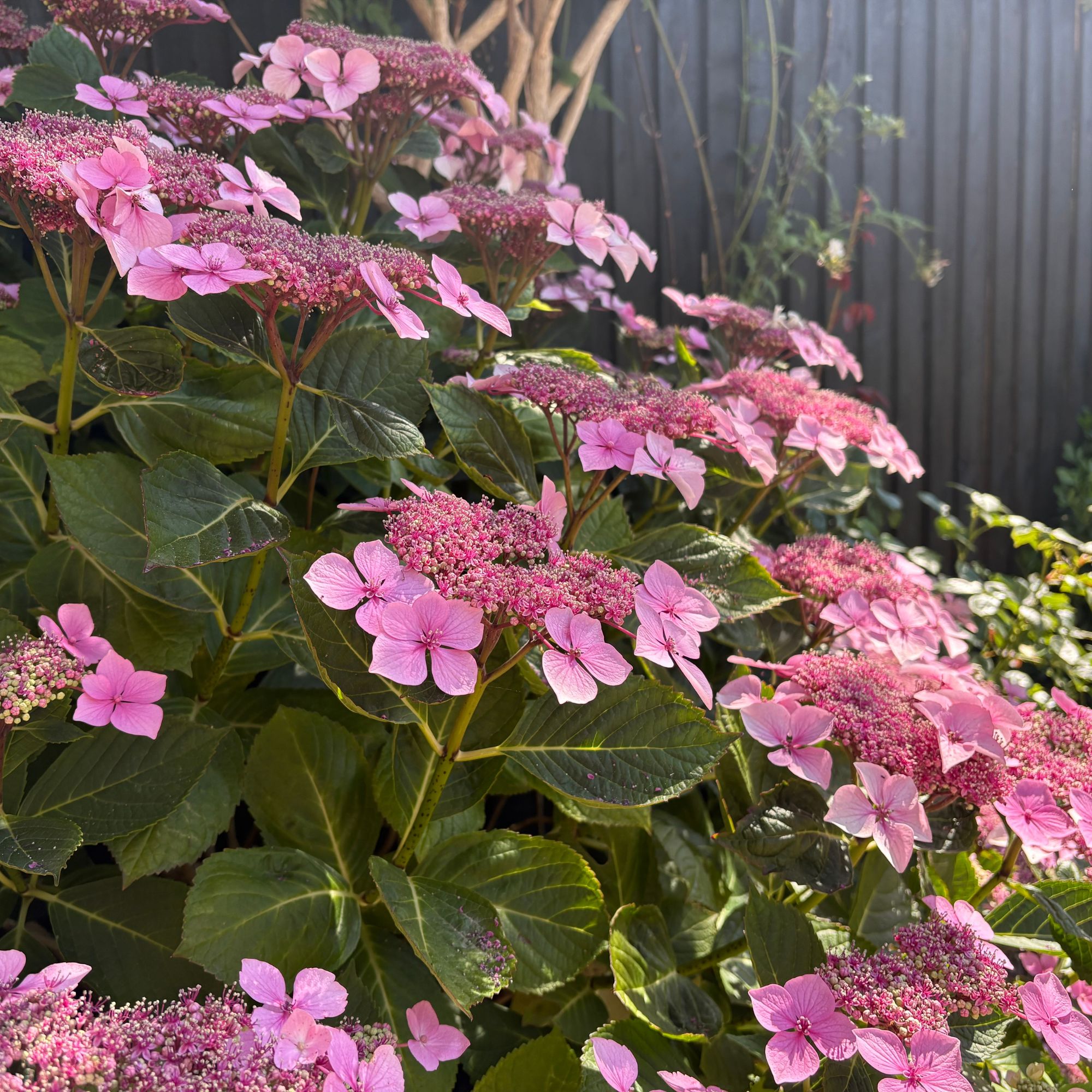 Pink flowering hydrangea growing in a garden border