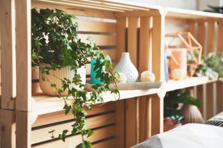 ivy on a shelf in a bedroom