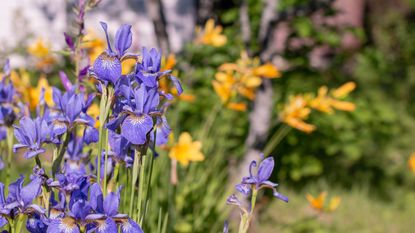 Putting Sun Plants In Shade - Daylily And Iris In The Shade Garden