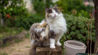 Calico cat in need of one of the best flea treatments for cats scratching itself outside
